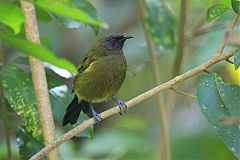 New Zealand Bellbird